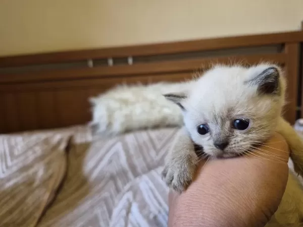 Blue Point Ve British Shorthair Yavrularimiz Yuva Ariyor