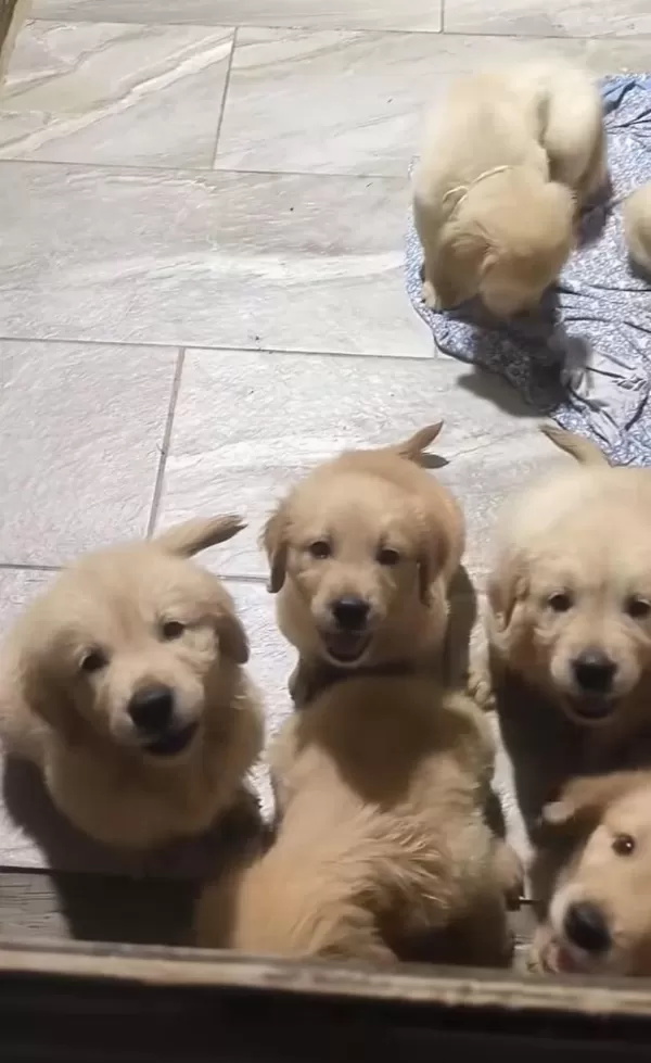 A++ Kalite Golden Retriever Yavrularimiz