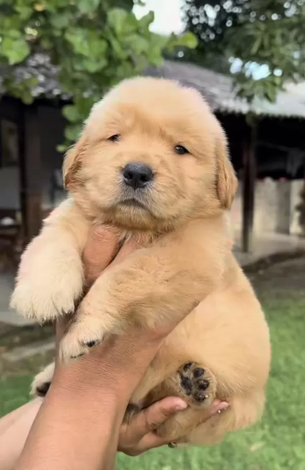 A++ Kalite Golden Retriever Yavrularimiz
