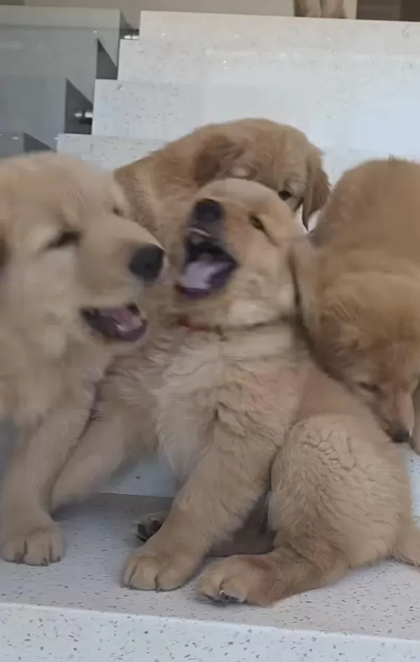 A++ Kalite Golden Retriever Yavrularimiz