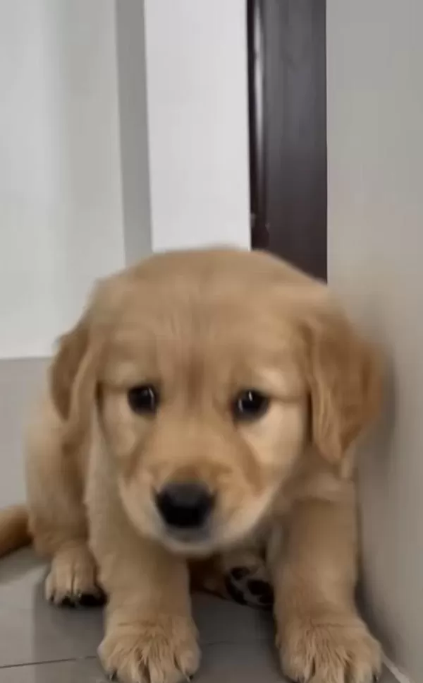 A++ Kalite Golden Retriever Yavrularimiz