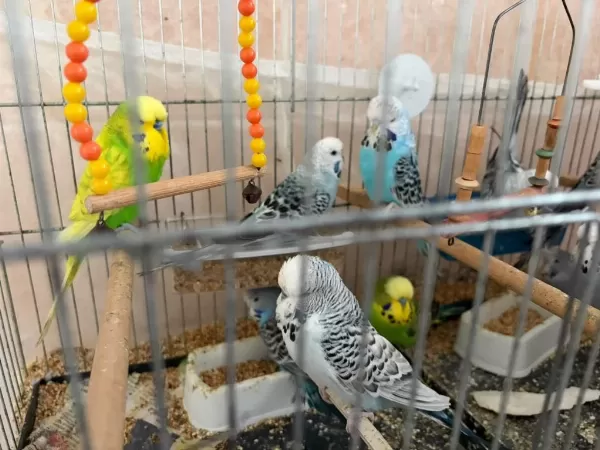 Hazir Genç Jumbo Kuşlar