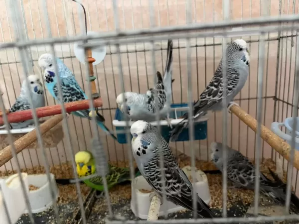 Hazir Genç Jumbo Kuşlar