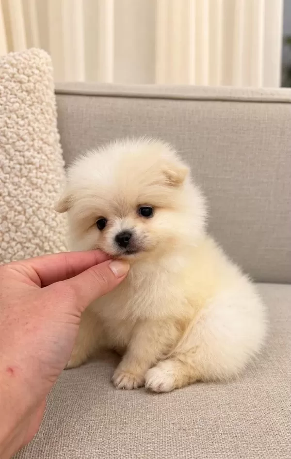 Harika Pomeranian Boo