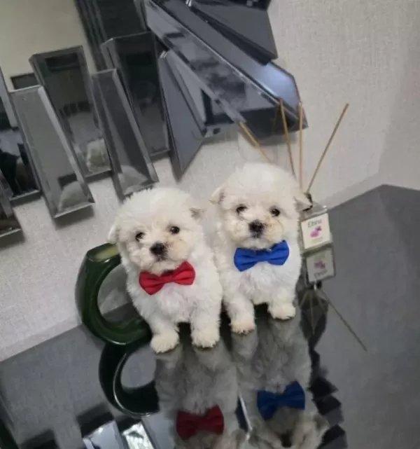 Kore Maltese Minnaklarım