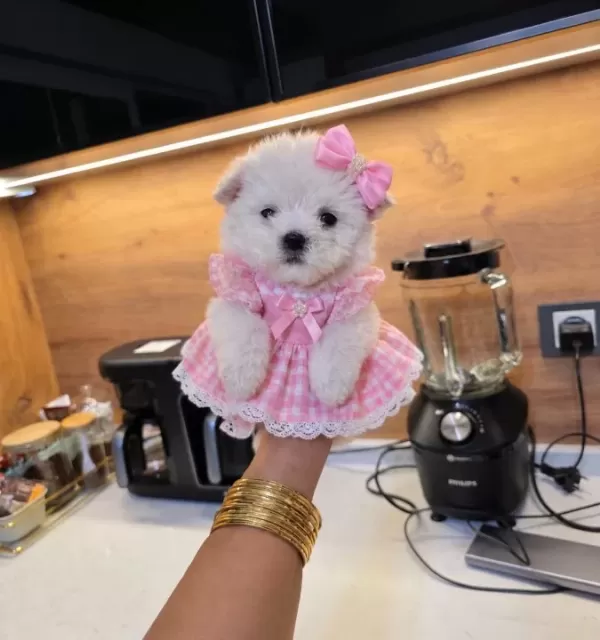 Kore Maltese Minnaklarım