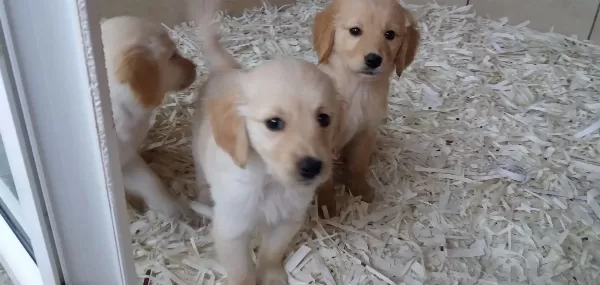 Golden Yavrulari Akkuş Üreti M Çi Ftli Ği Nden