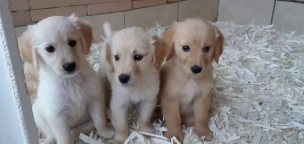 Golden Yavrulari Akkuş Üreti M Çi Ftli Ği Nden