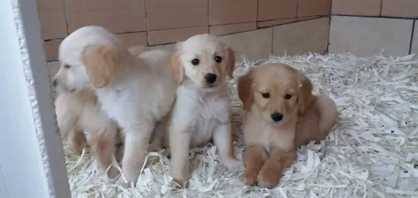 Golden Yavrulari Akkuş Üreti M Çi Ftli Ği Nden