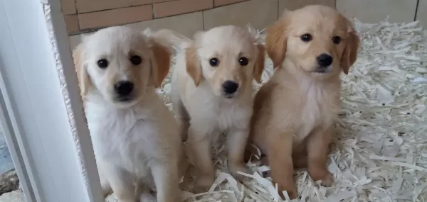 Golden Yavrulari Akkuş Üreti M Çi Ftli Ği Nden