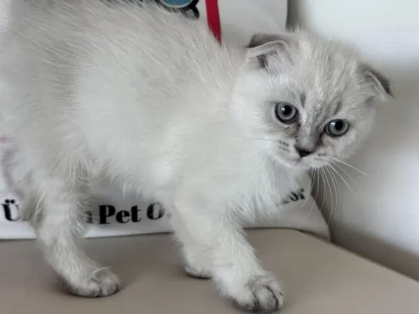 Ankarada Ziyarete Açık Scottish Fold Yavrumuz
