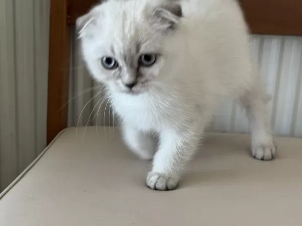 Ankarada Ziyarete Açık Scottish Fold Yavrumuz