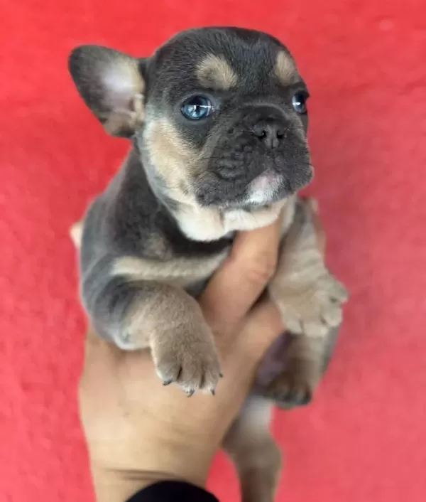 Safkan French Bulldog Yavruları Satılık