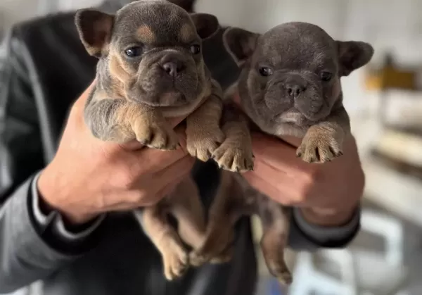 Safkan French Bulldog Yavruları Satılık