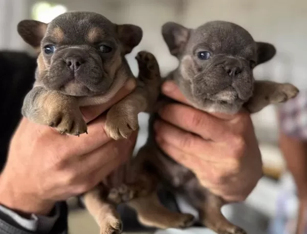Safkan French Bulldog Yavruları Satılık