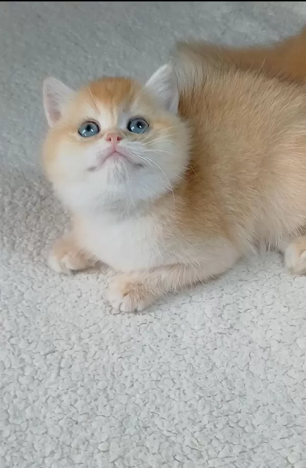 İrk Garantili Golden British Shorthair Bebekler