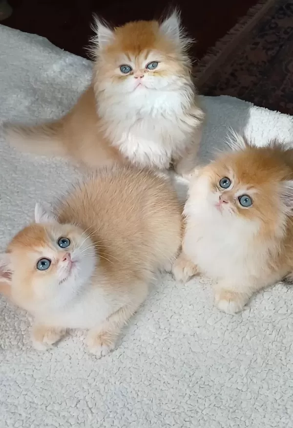 İrk Garantili Golden British Shorthair Bebekler