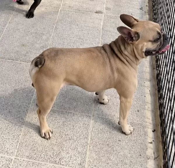 Cuzi Bir Rakama 2 Yaşinda Faun Erkek Fransiz Bulldog