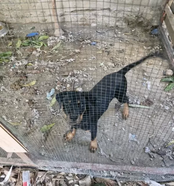 4 Aylik Erkek Rotwei̇ller Full Aşili