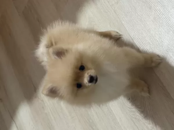 Pomeranian Boo 3 Aylık