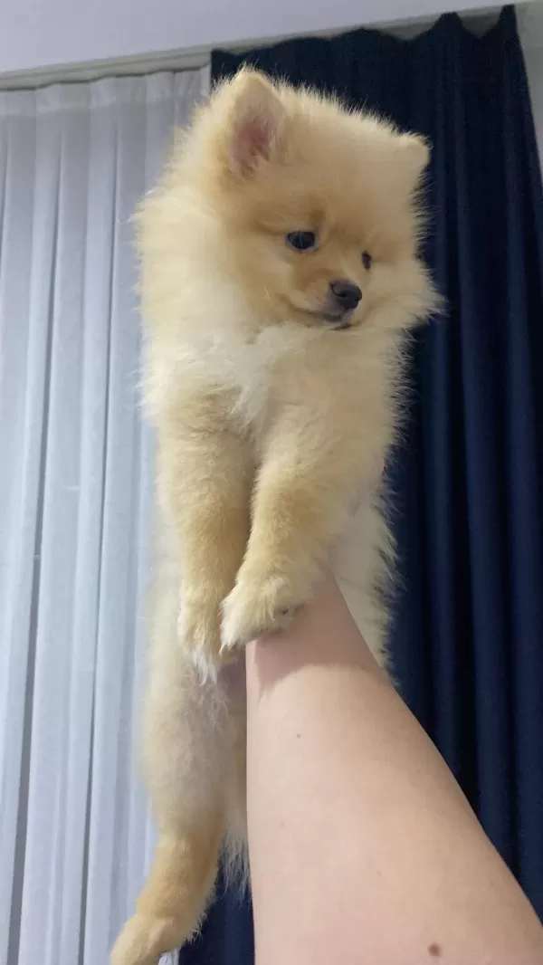 Pomeranian Boo 3 Aylık