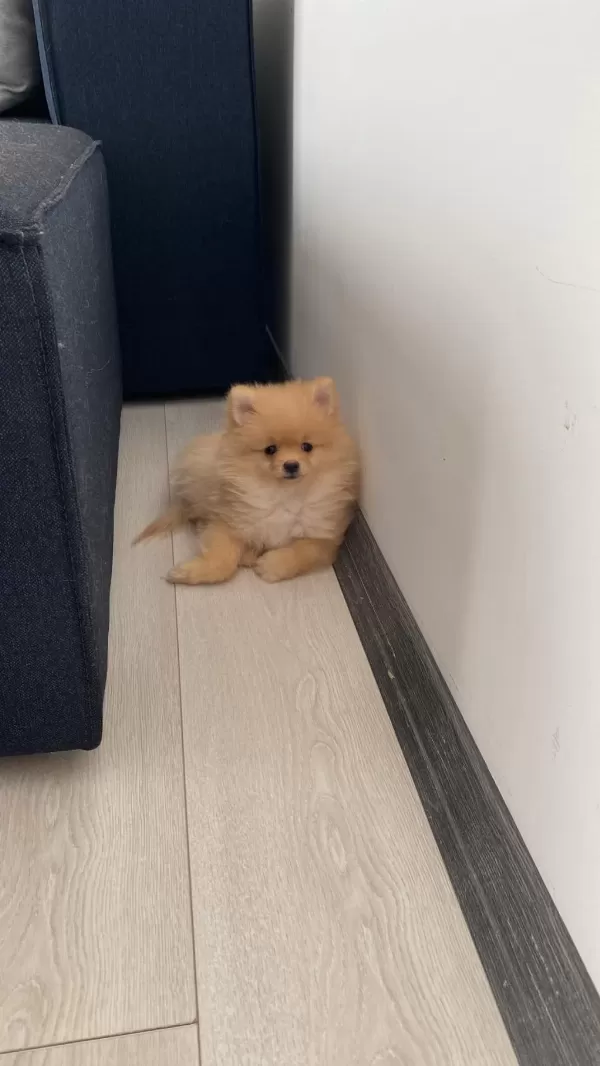 Pomeranian Boo 3 Aylık