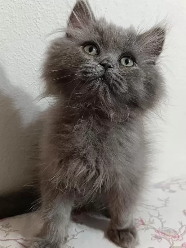 Sağlıklı 3 Aylık Erkek Yavru