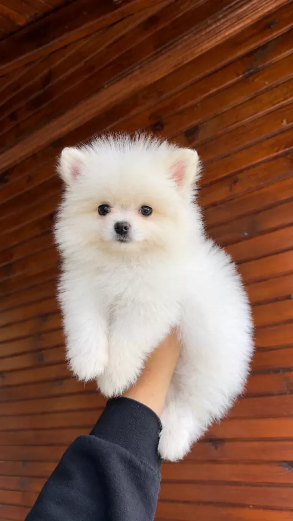 Üst Düzey Pomeranian Boo Yavrulari