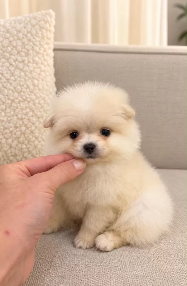Üst Düzey Pomeranian Boo Yavrulari
