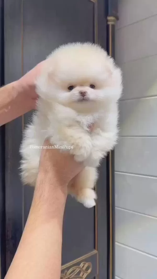 Pomeranian Bebeklerimiz