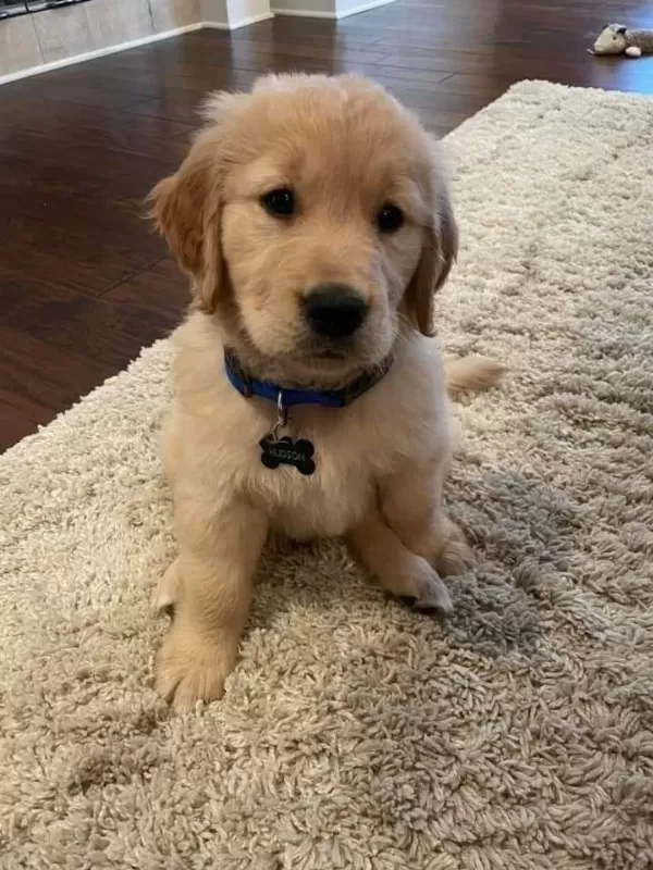 Golden Retriever Küt Burun Son Dişi