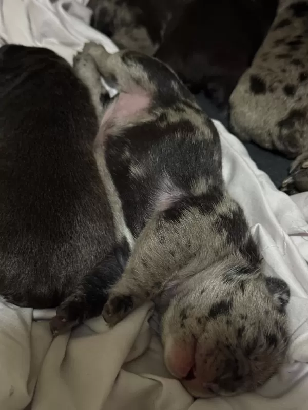 Yeni Doğum 30 Gün İçinde Teslim French Bulldog