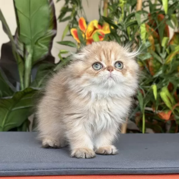 Safkan Ve Şecereli Golden Chocolate Scottish Fold Lh