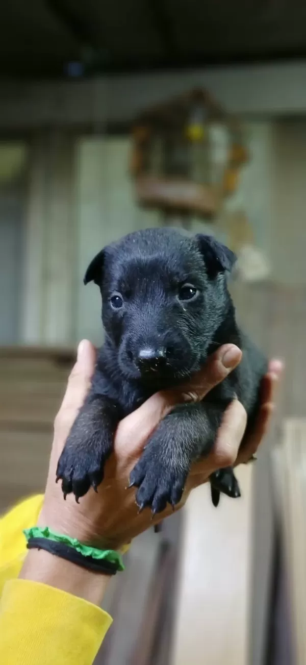 Rezerveye Acik Safkan Belçika Malinois Yavrular