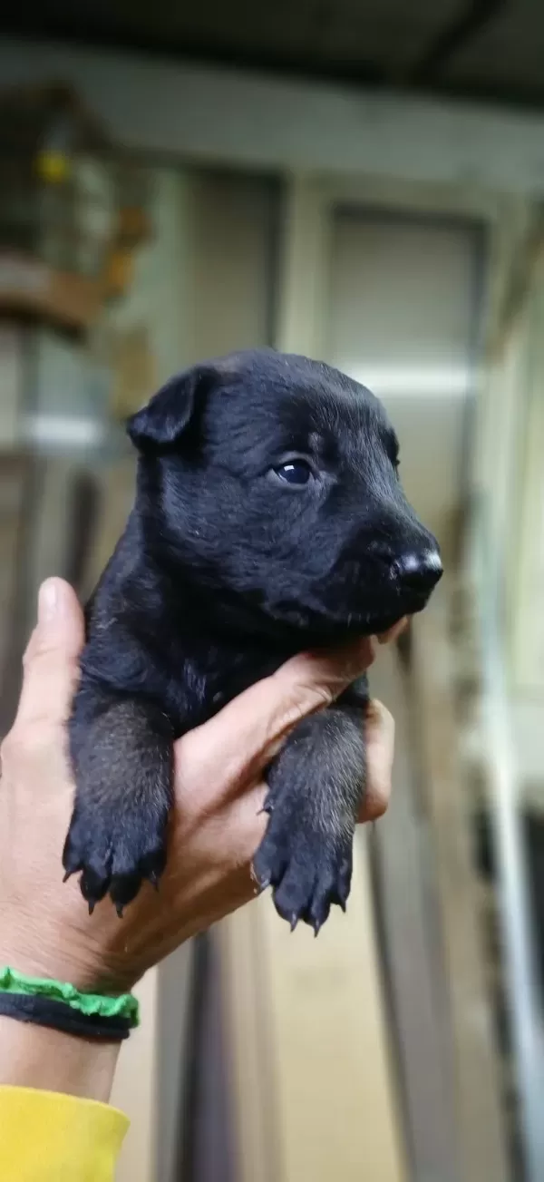 Rezerveye Acik Safkan Belçika Malinois Yavrular