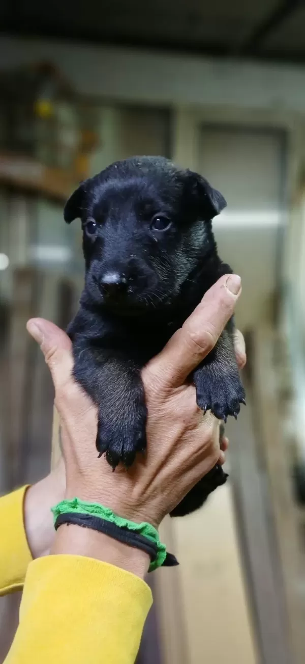 Rezerveye Acik Safkan Belçika Malinois Yavrular