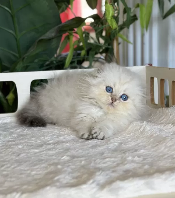 Cüce Büyümeyen Kısa Bacaklı Munchkin Fold Safkan