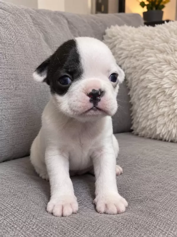 French Bulldog Yavrular İrk Sağlık Garantili