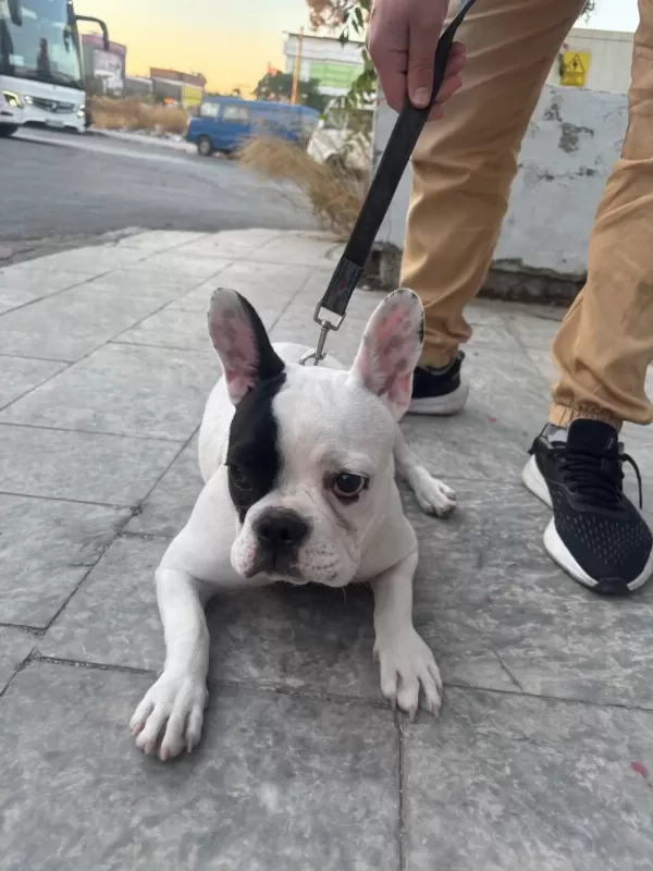 French Bulldog Yavrular İrk Sağlık Garantili