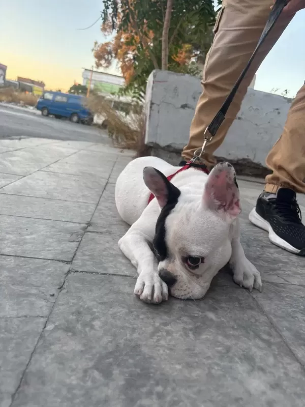 French Bulldog Yavrular İrk Sağlık Garantili
