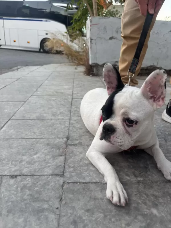 French Bulldog Yavrular İrk Sağlık Garantili