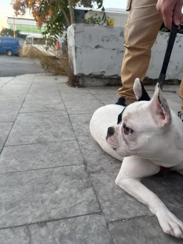 French Bulldog Yavrular İrk Sağlık Garantili