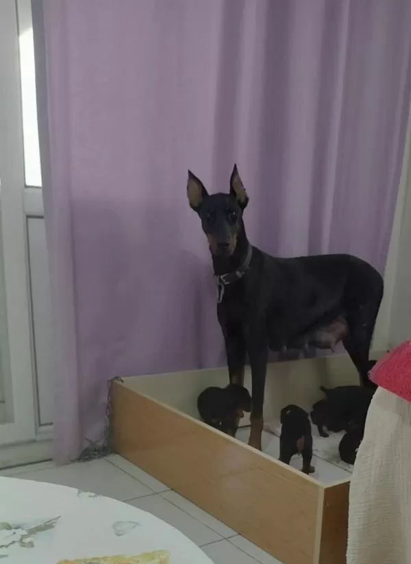 Doberman Yavrular İrk Sağlık Garantili