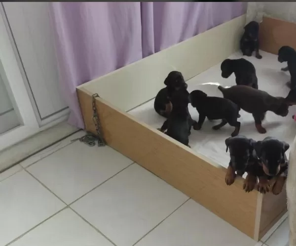 Doberman Yavrular İrk Sağlık Garantili