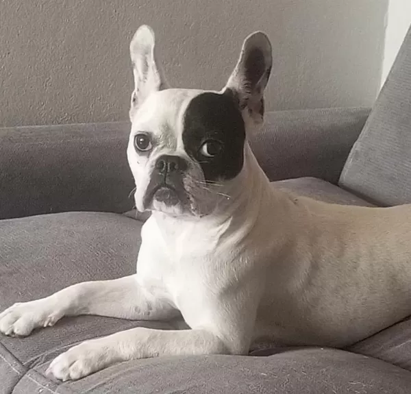 Ücretsiz Sahiplendirme French Bulldog Köpeği