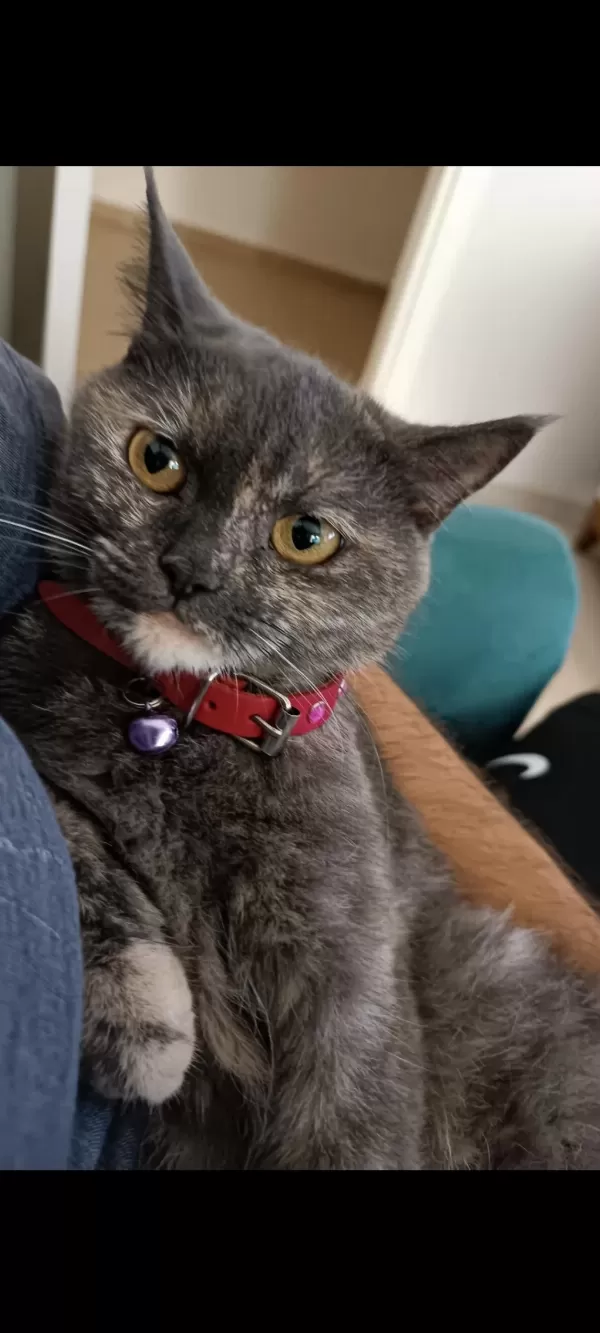 British Shorthair 3 Yaşında