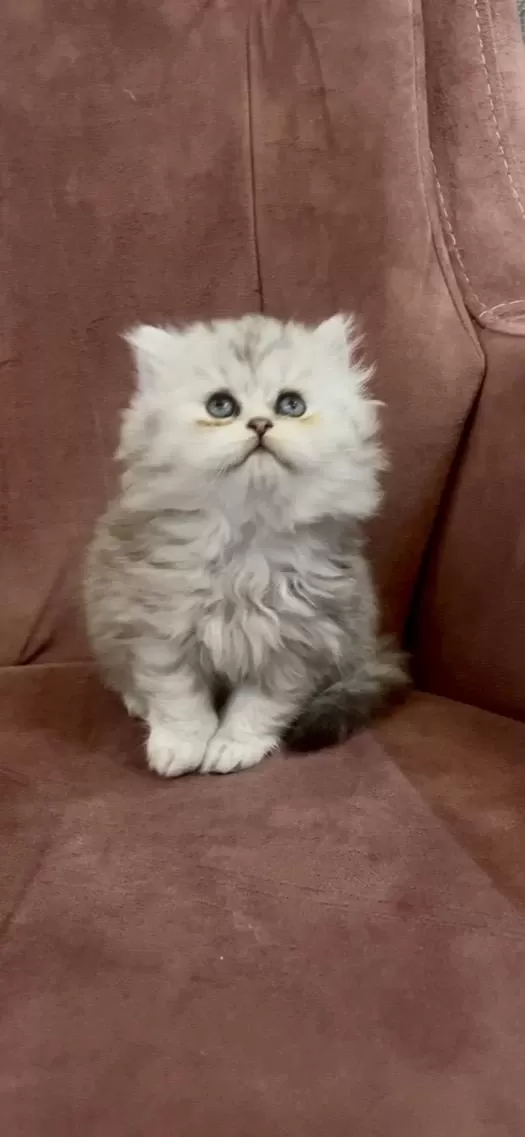 British Longhair N11 Dişi