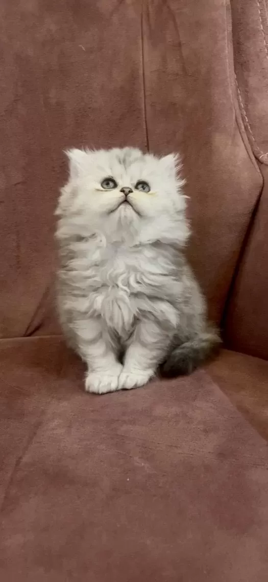 British Longhair N11 Dişi