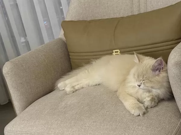 Dünyanın 8. Harikası Kedimiz