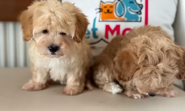 Ziyarete Açık Maltipoo Yavrular Petmode Köpek Çiftliğinde